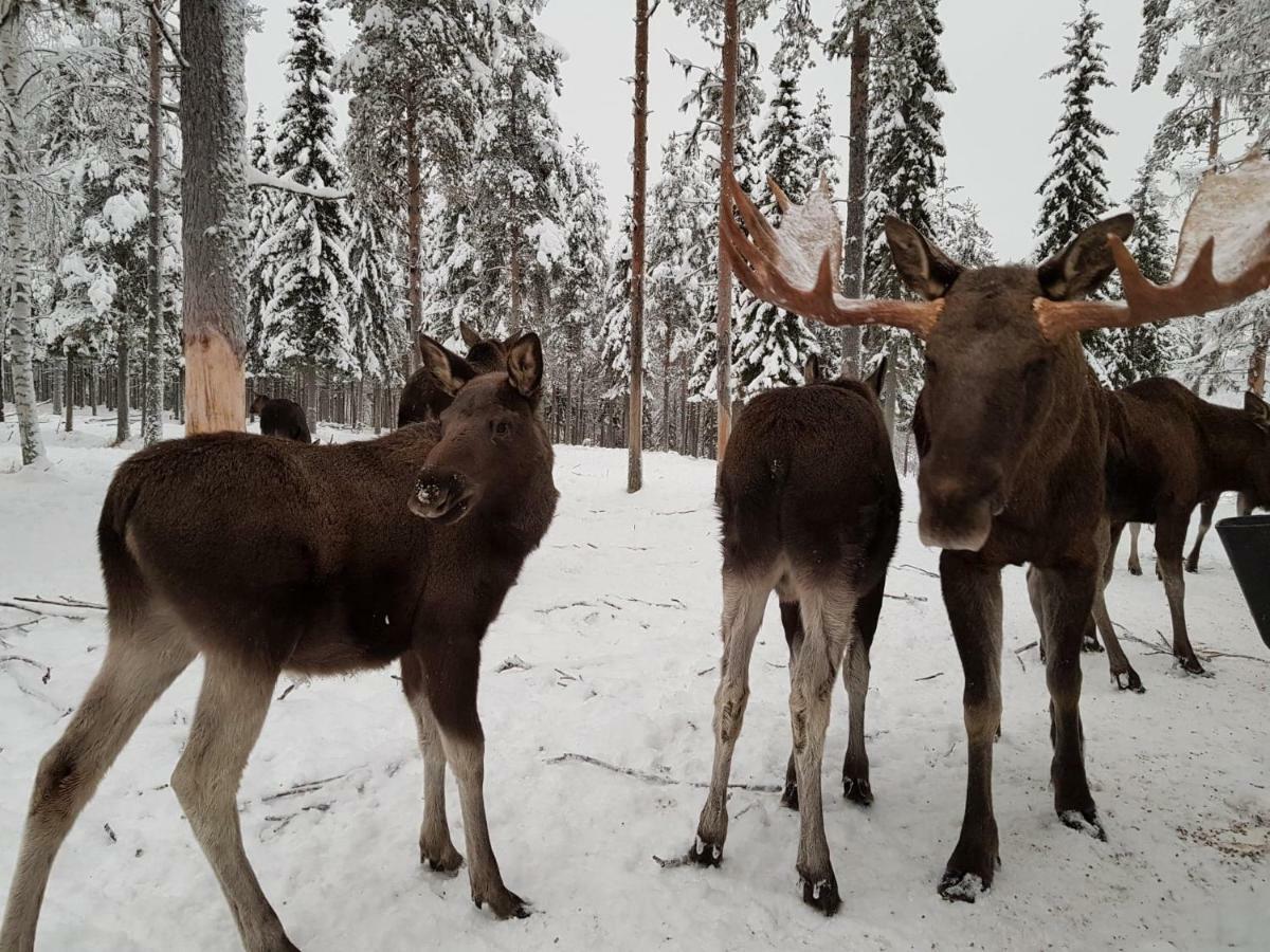 Hotel The Friendly Moose Overtornea Esterno foto