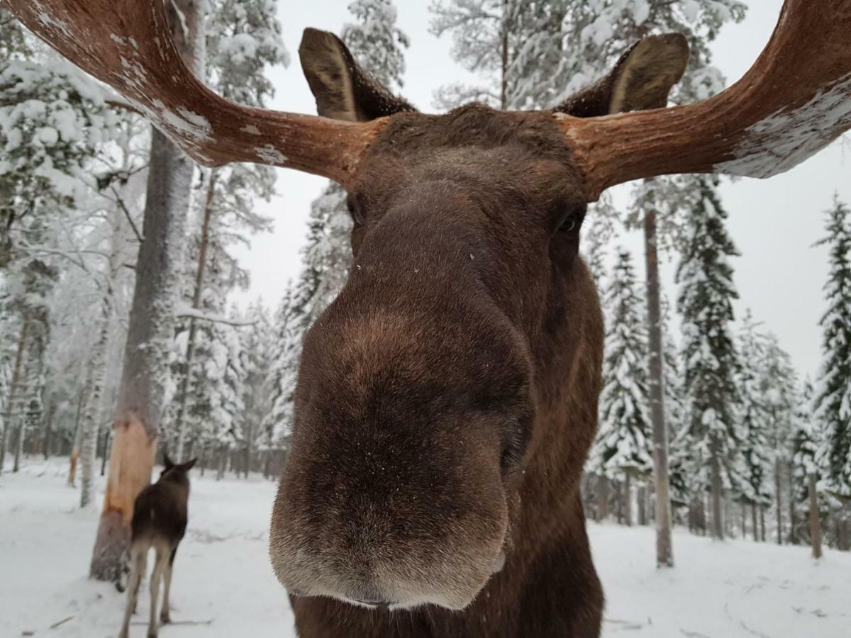 Hotel The Friendly Moose Overtornea Esterno foto